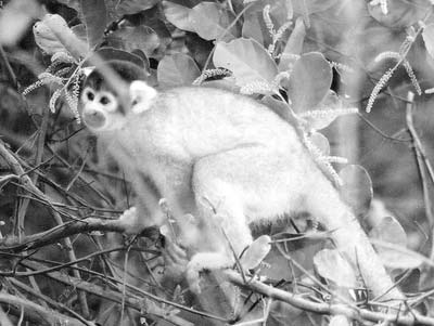A squirrel monkey in Madidi National Park.