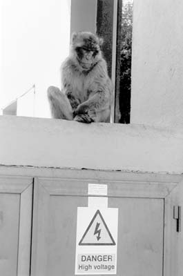 The arrow should be pointing UP to this Barbary ape on Gibraltar. 