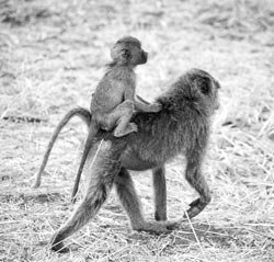 A young baboon gets a piggyback ride near Lake Manyara.
