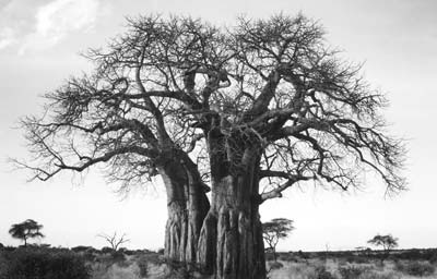 Twin baobabs in Tarangire National Park.
