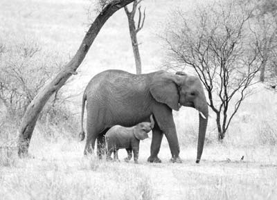An elephant calf and its mother lunching in Tarangire.