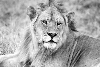 A young male lion in the Masai Mara.