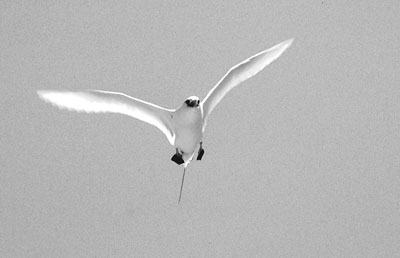 A red-tailed tropicbird glides above its breeding grounds on Nosy Ve.