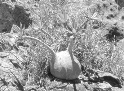 Pachypodium, or dwarf baobab, found growing on the side of the Isalo massif.