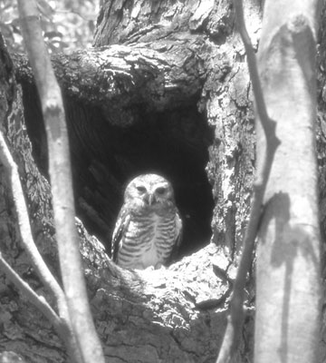 A white-browed owl at Berenty checks us out.