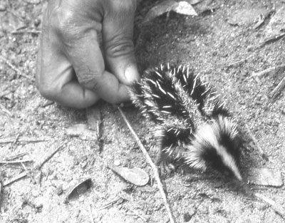 We were lucky to find this lowland streaked tenrec in Mantadia National Park.