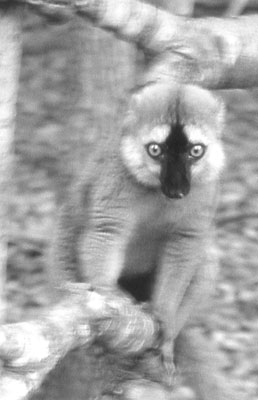  A red-fronted brown lemur strikes a pose. 