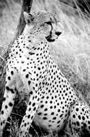 Cheetah — Serengeti.