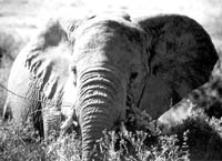 Serengeti resident.