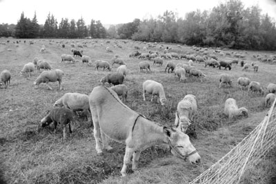 According to French sheep farmers, placing a donkey in with the sheep seems to have a calming effect on the flock, making it easier to move them between pastures.