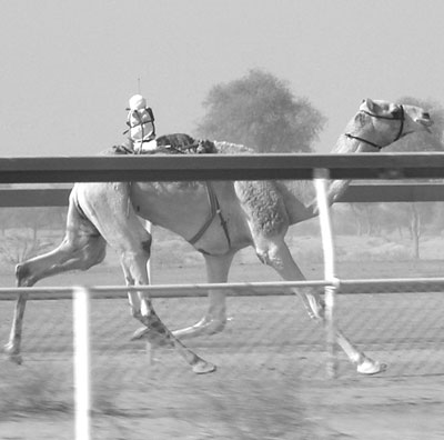 Robot camel jockey with a whip. Photo: King