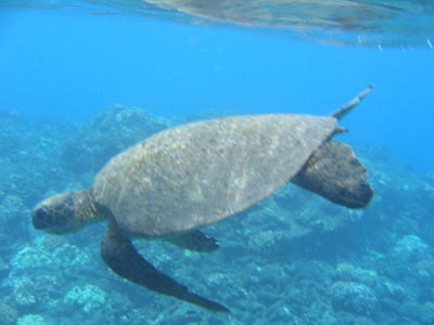 In Tahiti, we met a turtle while snorkeling. 
