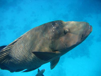 Sammy, the Maori wrasse, greeted divers and snorkelers on the Norman Reef off Queensland, Australia. 