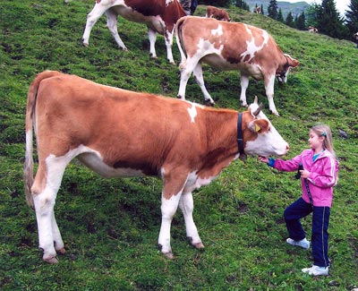 Sarah Clark making friends with a Swiss cow near Grutschalp.