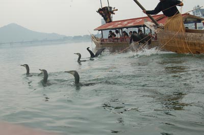 A tour barge and the fishing cormorants.