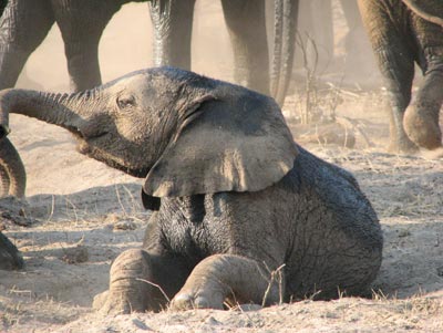 Baby elephant enjoying a stop at the water hole.