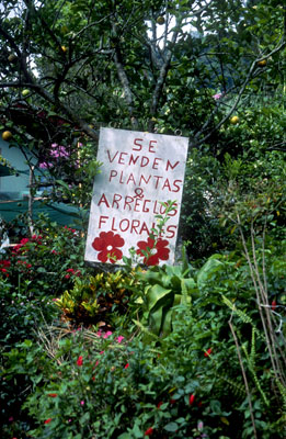 "Se Venden Plantas" ("Plants for Sale") signs are posted in almost every yard in Boquete.