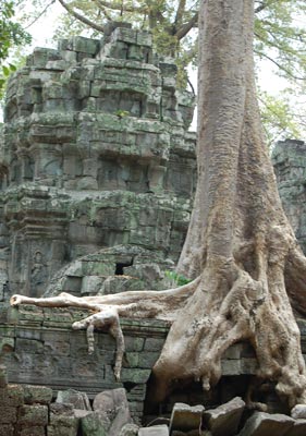 Banyan roots dwarf this temple at Ta Promh, Angkor Thom.
