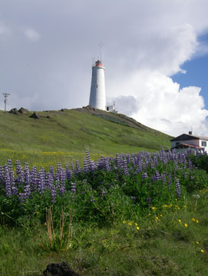 The Reykjanes lighthouse, white with red trim, has a bright border of blue lupines in late June.