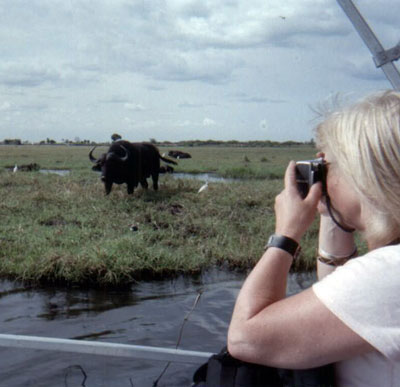 Water buffalo patiently posing — Chobe National Park.