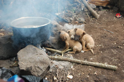 Puppies ward off the early-morning chill near the village of Ngurdoto.