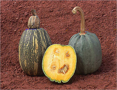 Squash has been cultivated for thousands of years.