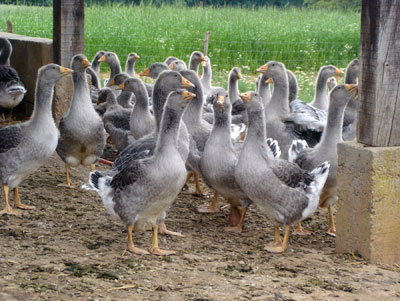 The French love their geese, feed them well and then eat their fat livers.