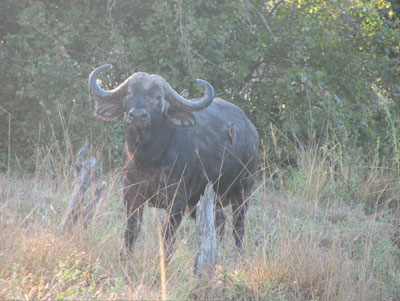 The Cape buffalo, the most aggressive animal in Africa.