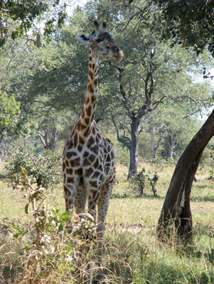 A giraffe (a somewhat smaller subspecies called Thornicroft’s) in the Luangwa Valley.