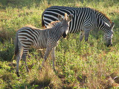 Crawshay’s zebra, a subspecies in Zambia, has no “shadow stripes.”