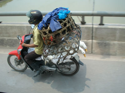 Transporting agricultural goods and construction materials on motorcycles in this way is common throughout Vietnam.