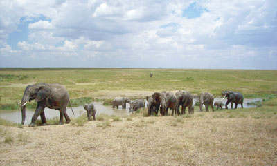 An elephant herd in the lush, riverine environment of the Serengeti.