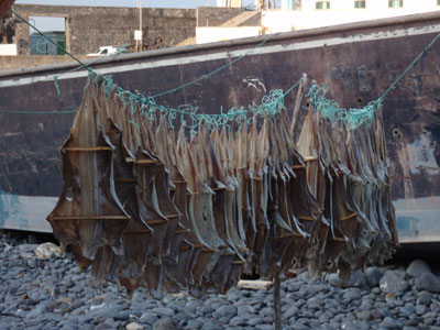 Cod drying in Câmara do Lobos.