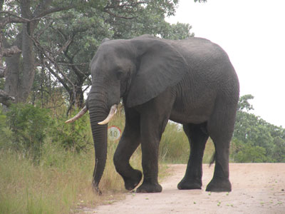 Our guide told us this was the largest elephant he’d ever seen in Kruger.