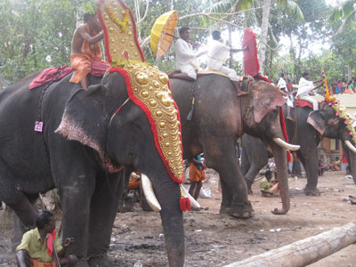 Elephants prepare to parade through a village in Kerala, India. (They will go single file.) Photo: Edwards