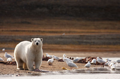 Pregnant polar bear at Coningham Bay. 