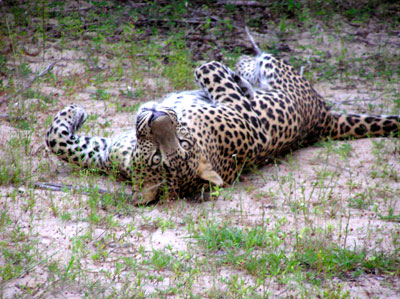 Sri Lanka’s own species of leopard. Photo by Thom Wilson
