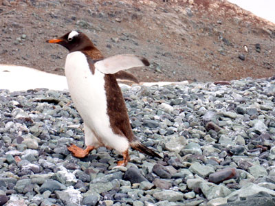 A gentoo penguin hops by after a refreshing swim.