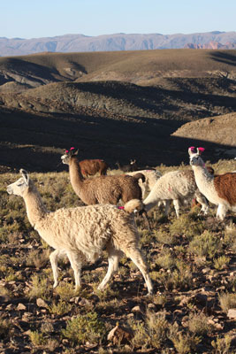 Llamas on Bolivia’s southern Altiplano.