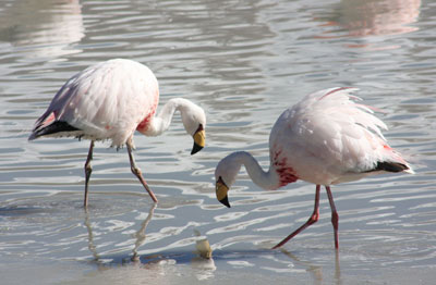 Flamingos at the Red Lagoon.