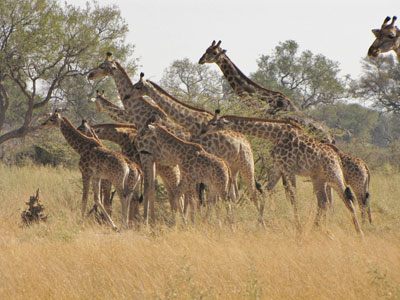 A tower of giraffes spotted on a Lagoon Camp game drive.