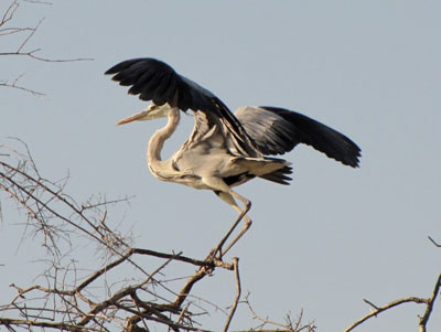 It was photographer’s luck to catch a shot of this grey heron.