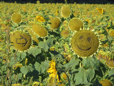 Pilgrims must keep an eye out for the yellow arrow directionals, as they can be found in the most amusing places, like here in a field of sunflowers.