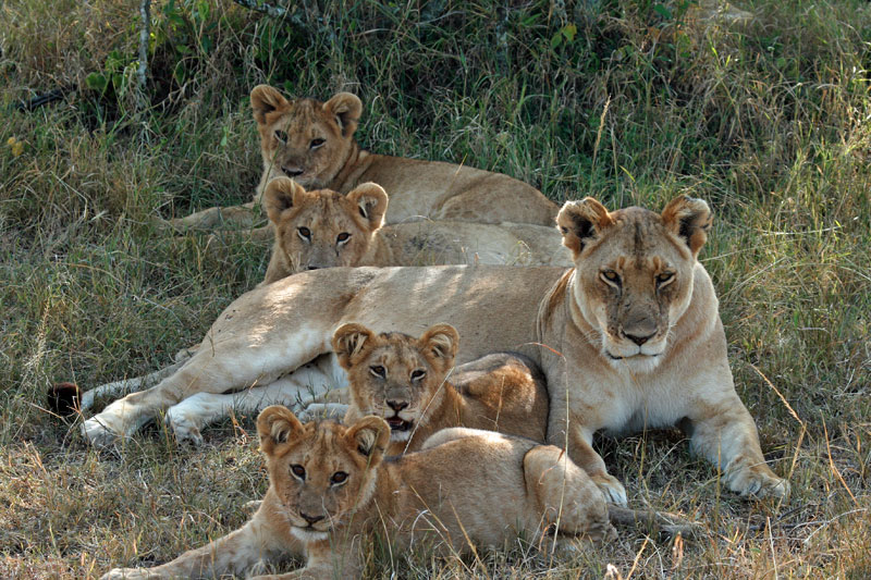 A family of lions quite far from our camp in the Maasai Mara.