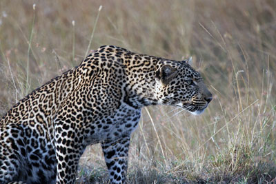 A female leopard stalking an impala. When it saw her, she realized the game was over and wandered off.
