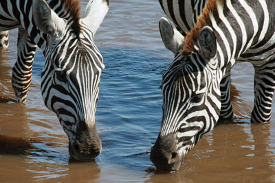 Zebras stop for a drink in the Ngorongoro Crater.