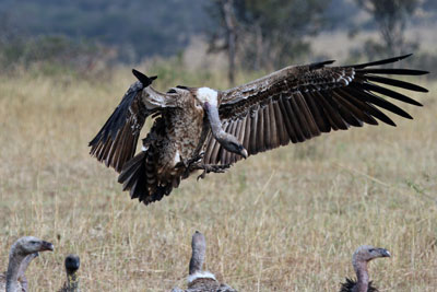 Vulture coming in for a landing in the Maasai Mara.