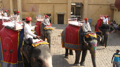 Elephants queuing for the trip up to Amber Fort.