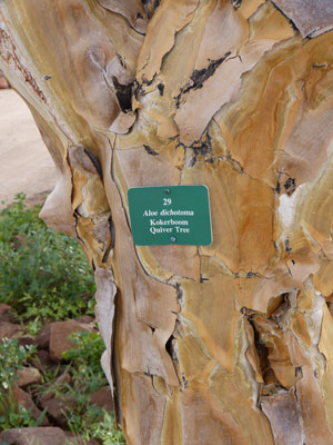 Labels identify specimens throughout the garden, such as the Kokerboom Quiver Tree (Aloe dichotoma).