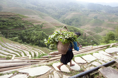 Greens headed from the terraced fields to market.